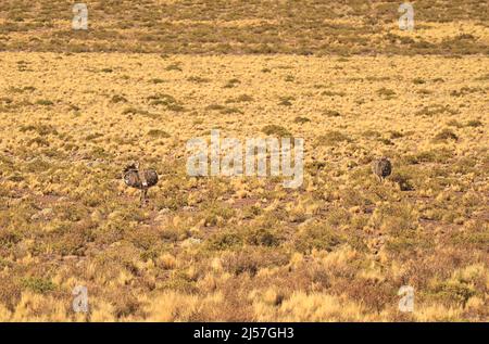 Dos de deux Puna Rhea ou Rhea Tarapacensis oiseau dans le champ d'herbe Ichu du désert d'Atacama de la réserve nationale de Los Flamencos, région d'Antofagasta, Chili Banque D'Images