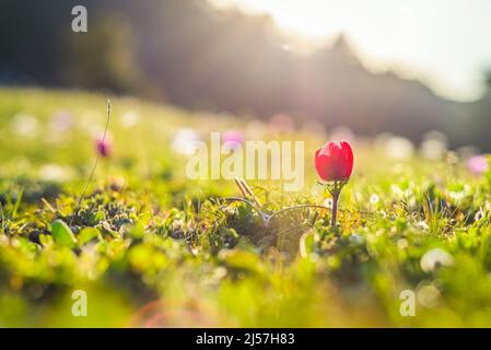 Fleur d'anémone rouge dans le champ de printemps au coucher du soleil. (Anemone Coronaria) Banque D'Images