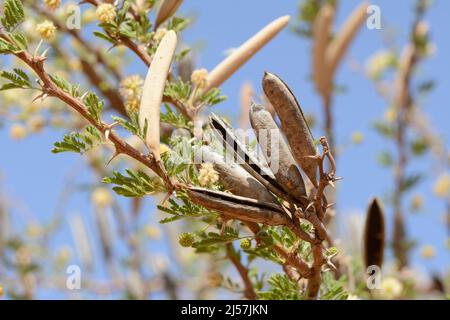 Vue rapprochée d'une branche d'acacia avec des fleurs jaunes, des épines et des gousses de graines, désert de Kalahari, Namibie, Afrique du Sud-Ouest Banque D'Images