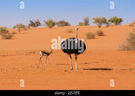 Un autruche (Struthio camelus) et un antilope de printemps (Antidorcas marsupialis) marchant dans le désert de Kalahari, Namibie, Afrique du Sud-Ouest Banque D'Images