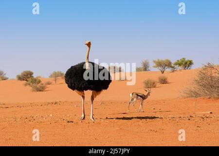 Un autruche (Struthio camelus) et un antilope de printemps (Antidorcas marsupialis) marchant dans le désert de Kalahari, Namibie, Afrique du Sud-Ouest Banque D'Images