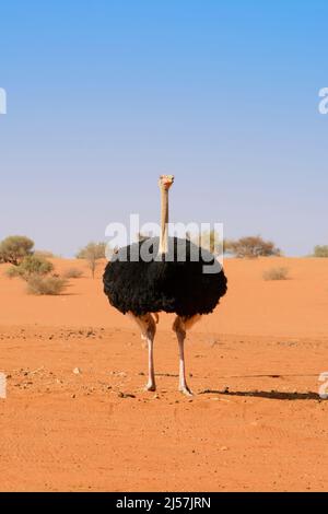 Un autruche (Struthio camelus) traverse les dunes de sable rouge du désert de Kalahari, région de Hardap, Namibie, Afrique du Sud-Ouest Banque D'Images
