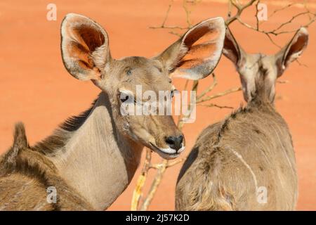 Gros plan d'un jeune kudu (Tragelaphus strepsiceros) parmi les dunes de sable rouge du désert de Kalahari, Namibie, Afrique du Sud-Ouest Banque D'Images