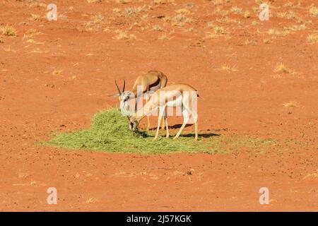 Deux antilopes de printemps (Antidorcas marsupialis) mangeant l'herbe fournie par une réserve de gibier en raison de la sécheresse dans le désert de Kalahari, Namibie, Afrique Banque D'Images