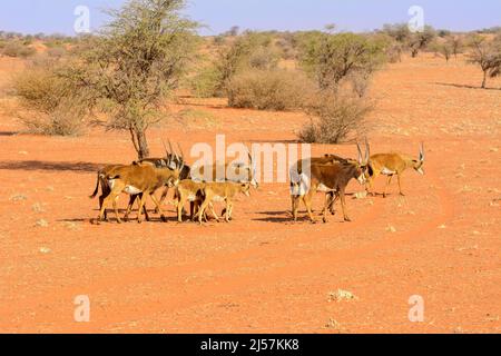 Un troupeau matriarcal d'antilopes géables du sud (Hippotragus niger niger) traversant les dunes de sable rouge du désert de Kalahari, Namibie, Afrique Banque D'Images