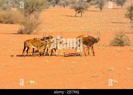 Un troupeau matriarcal d'antilopes géables du sud (Hippotragus niger niger) traversant les dunes de sable rouge du désert de Kalahari, Namibie, Afrique Banque D'Images