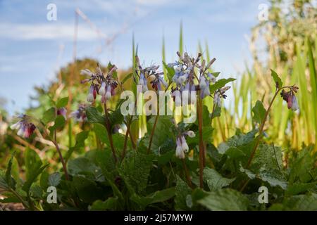 Comfrey commun (Symphytum officinale) en pleine fleur dans un jardin clos à l'anglaise. Banque D'Images