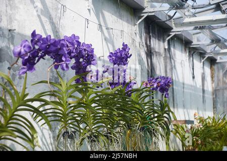 Orchidées Vanda en pleine fleur, une véritable fleur d'orchidées bleues. Banque D'Images