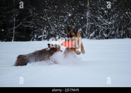 Le Berger allemand s'élançant dans la neige contre la forêt d'hiver avec une soucoupe volante dans les dents et le chiot Berger australien essaie également de rattraper son retard. Banque D'Images