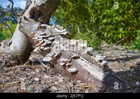 trichaptum lenz croissant sur une bûche pourrie Banque D'Images