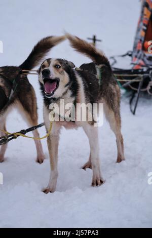 Chien de traîneau du Nord, mélange de meilleur rapide et énergique. Les yeux husky d'Alaska avec hétérochromie bleu et marron sont debout dans le harnais et attendent des Banque D'Images