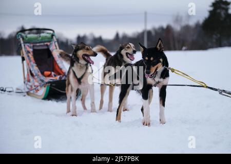 Trois huskies d'Alaska sont debout dans harnais et attendent le début de la course. Race septentrionale de chiens de traîneau, forts et durs. Yeux intelligents et protr Banque D'Images