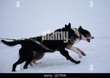 L'équipe est prête à gagner. Les chiens les plus rapides au monde. Deux huskies d'Alaska sont en marche avant rapide dans le harnais avec des langues pendent et les yeux brûlent. Northe Banque D'Images