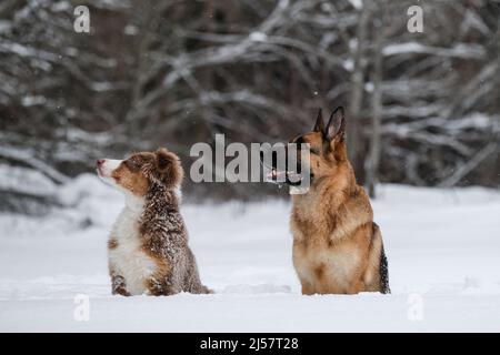 Deux chiens de berger dans la neige. Aussie Puppy rouge tricolore et German berger Walk dans le parc d'hiver et pose en regardant loin. Le Berger australien est un jeune chien. Animaux de compagnie Banque D'Images