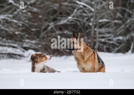 Deux chiens de berger dans la neige. Aussie Puppy Red Tricolor et German Shepherd Walk dans le parc d'hiver. Le jeune Berger australien regarde un chien plus âgé. Animaux de compagnie sur la ba Banque D'Images