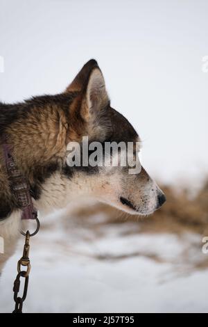 La race de chiens de traîneau du nord est un chien d'Alaska fort énergique et robuste. Portrait du chien en profil en hiver sur fond de neige blanche. Artifi Banque D'Images