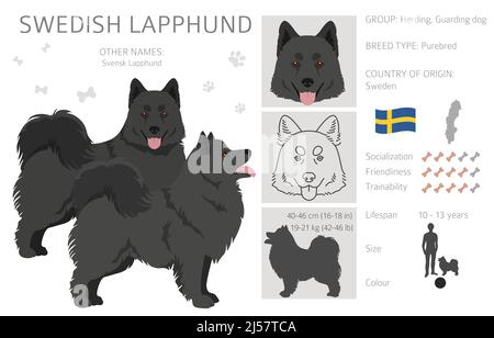 Couleurs de manteau suédois de Lapphund, différentes poses clipart. Illustration vectorielle Illustration de Vecteur