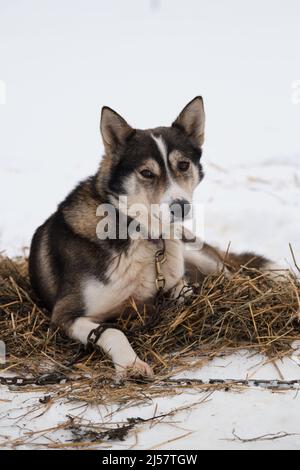 La race de chiens de traîneau du nord est un chien d'Alaska fort énergique et robuste. Le chien rouge gris avec une bande blanche sur son museau se trouve dans la neige sur le foin en hiver an Banque D'Images