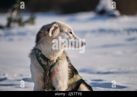 Le chien de traîneau du Nord, Alaska Husky, est un chien énergique et robuste. Le grand chien blanc et noir dans le harnais est assis sur la neige en hiver, se reposer et regarder Banque D'Images