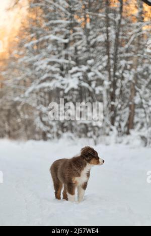 Le Berger australien se dresse sur une route forestière enneigée au coucher du soleil. Tricolore rouge Australie. Un jeune chiot de couleur chocolat a été rétrebré lors d'une promenade dans le parc. Banque D'Images