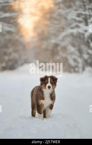 Le Berger australien se dresse sur une route forestière enneigée au coucher du soleil. Tricolore rouge Australie. Un jeune chiot de couleur chocolat a été rétrebré lors d'une promenade dans le parc. Banque D'Images