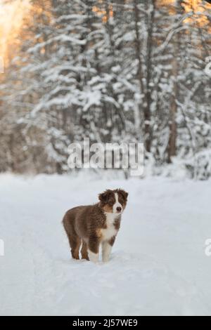 Le Berger australien se dresse sur une route forestière enneigée au coucher du soleil. Tricolore rouge Australie. Un jeune chiot de couleur chocolat a été rétrebré lors d'une promenade dans le parc. Banque D'Images