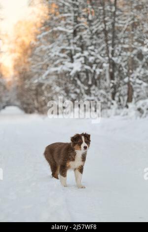 Le Berger australien se dresse sur une route forestière enneigée au coucher du soleil. Tricolore rouge Australie. Un jeune chiot de couleur chocolat a été rétrebré lors d'une promenade dans le parc. Banque D'Images