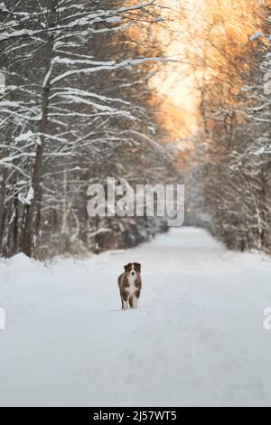 Le Berger australien se dresse sur une route forestière enneigée au coucher du soleil. Tricolore rouge Australie. Un jeune chiot de couleur chocolat a été rétrebré lors d'une promenade dans le parc. Banque D'Images