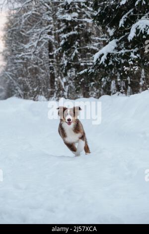 Aussie Puppy rouge tricolor court le long de la neige de la forêt d'hiver et les oreilles volent dans différentes directions du vent et de la vitesse. Le Berger australien est jeune d Banque D'Images