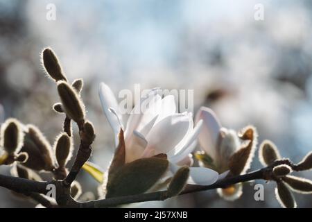 Fleurs et bourgeons en forme d'étoiles Magnolia stellata. Rajeunissement printemps éveil à une nouvelle vie pendant le temps de pâques bannière de site Web Banque D'Images
