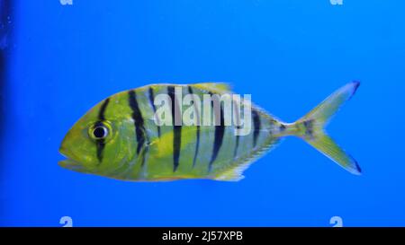 Aquarium Fish Golden Jack Golden Trevally Banque D'Images