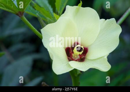 Un gros plan d'Okra (Abelmoschus esculentusflower) qui fleurit dans le jardin indien. Les fleurs d'okra fleurissent généralement moins d'un jour avant de tomber de Banque D'Images