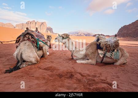 Deux chameaux se reposant sur le sable rouge du désert de Wadi Rum, attendant les touristes à monter, arrière-plan de montagnes flou. Banque D'Images