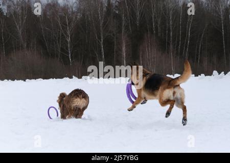 Deux bergers allemands et australiens à pied dans un parc hivernal enneigé. Beaux jeunes chiens actifs pur-sang. Le chiot essaie de rattraper l'anneau s'éloignant de Banque D'Images