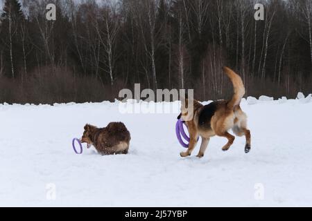 Deux bergers allemands et australiens à pied dans un parc hivernal enneigé. Beaux jeunes chiens actifs pur-sang. Le chiot essaie de rattraper l'anneau s'éloignant de Banque D'Images