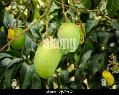 Jeunes mangues vertes poussant sur un arbre entouré de feuilles. Mangifera indica communément appelée mangue. Banque D'Images