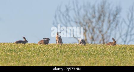 Cinq lièvres brunes , boxe, pourchassant et montrant le comportement de la cour. À l'horizon contre un ciel bleu. Suffolk, Royaume-Uni Banque D'Images