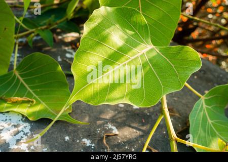 Gros plan sur une feuille de figues sacrées aa (Ficus religiosa). Il est également connu sous le nom d'arbre de bodhi, arbre de pipala, arbre de peepul, arbre de peepal, arbre de pipal, ou comme Banque D'Images