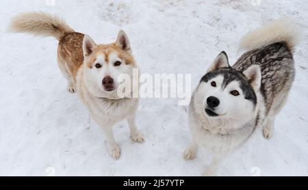 Deux huskies sibériennes grises et rouges avec des yeux bruns regardent debout sur la neige blanche. Belle race de chiens de traîneau du nord, très doux, lors d'une promenade dans un chenil. Banque D'Images