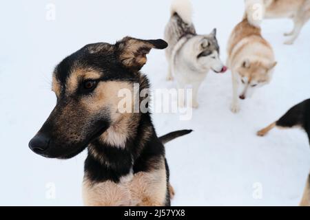 Chiot husky d'Alaska noir et rouge devant. Deux huskies sibériennes rouges et grises à l'arrière. Chenil de chiens de traîneau du nord en hiver sur la promenade dans la neige. Banque D'Images