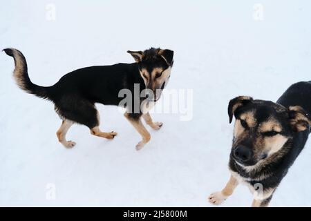 Deux chiots drôles noir et rouge de race Alaska Husky Northern SLED. Les jeunes chiens marchent dans la neige en hiver. Les Mutts dans l'abri sont à la recherche de la maison. Banque D'Images