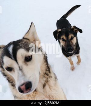 Deux chiots Husky d'Alaska en promenade le jour d'hiver enneigé dans un chenil de chiens de traîneau du nord. Portrait en gros plan. Adorables petits chiens. Banque D'Images