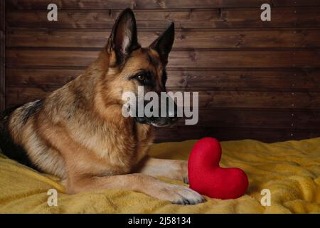 Le Berger allemand noir et rouge est allongé sur un lit sur une couverture jaune contre un mur en bois avec un cœur jouet rouge à côté. Charmant et élégant pur-sang domestique Banque D'Images