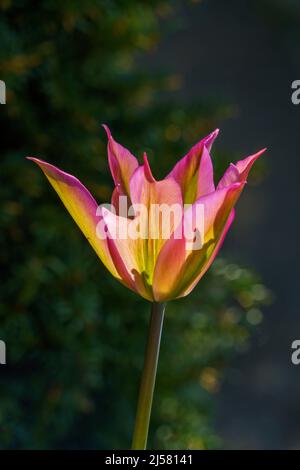 Fleur rose et jaune de tulipe (Tulipa), bisetée au soleil et aux pétales pointés. Banque D'Images