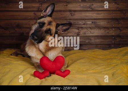 Le Berger allemand noir et rouge est allongé sur un lit sur une couverture jaune contre un mur en bois avec trois cœurs de jouet rouge à côté d'un charmant dôme de pur-sang Banque D'Images