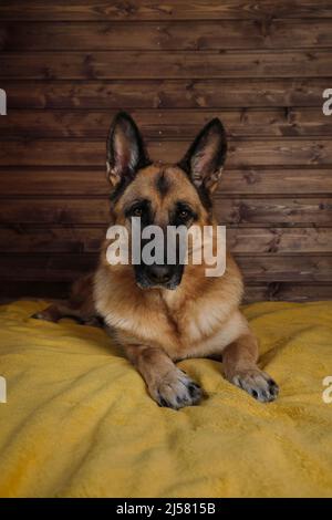 Le Berger allemand noir et rouge est couché sur un lit sur une couverture jaune contre un mur en bois. Un charmant chien domestique de pur-sang se repose dans la chambre. Banque D'Images