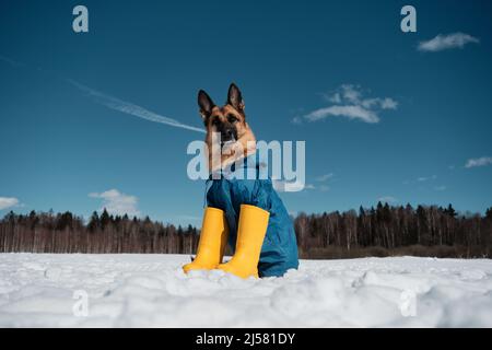 Le Berger allemand en veste bleue et bottes en caoutchouc jaune est assis dans la neige contre un ciel bleu clair avec des nuages blancs. Chien habillé dans les couleurs du drapeau ukrainien Banque D'Images