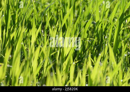 Lames d'herbe vertes rétroéclairées dans un pré Banque D'Images