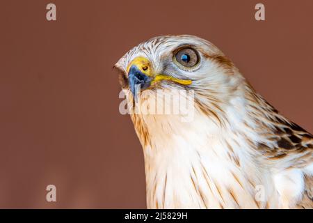 Une tête de bouée à long pattes (Buteo Rufinus) très gros plan. Banque D'Images