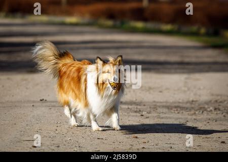 Chien joyeux joueur chiot sheltie courir et jouer avec une balle Banque D'Images